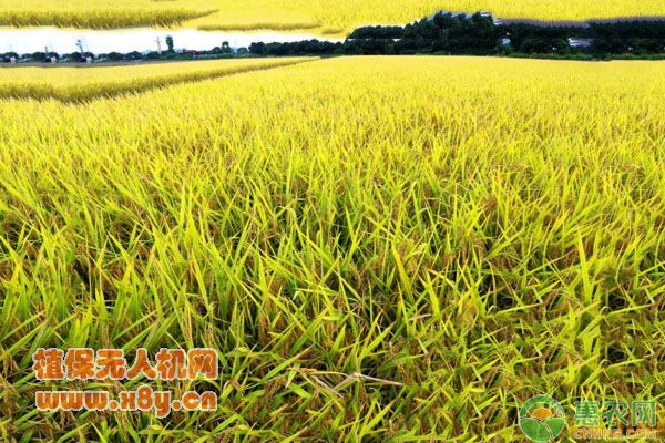 水稻直播的优点及高产栽培技术