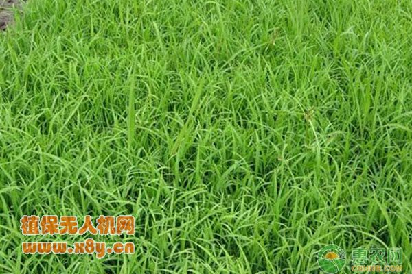 水稻直播的优点及高产栽培技术
