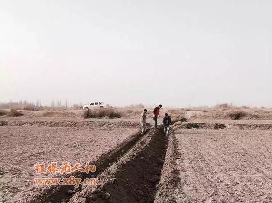 极飞在新疆的棉花地