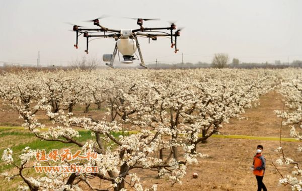 4月7日，在河北省泊头市后高尧村梨园内,工作人员操作无人机为梨花授粉。