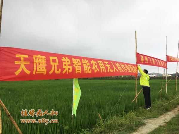 五华县：天鹰兄弟植保无人机助水稻病虫害统防统治