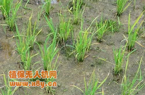 水稻受除草剂飘移药害表现生长缓慢和枯尖现象