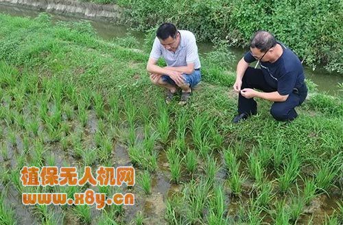 部分专家现场鉴定水稻是否受除草剂药害情况