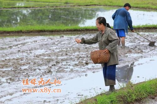 南方水稻种植的方法与技术