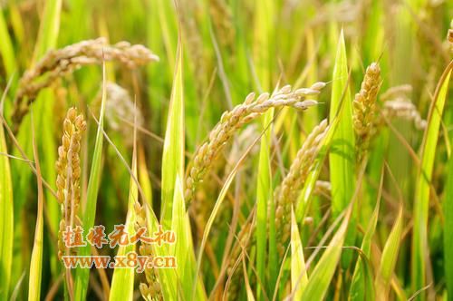 南方水稻种植的方法与技术